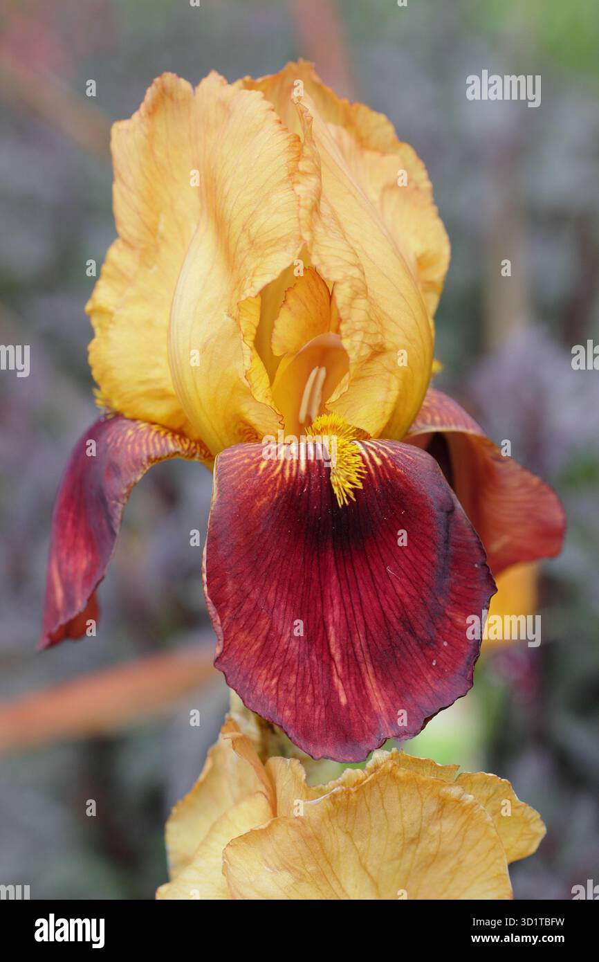 Iris germanica „Sultan's Palace“, hohe bärtige Iris mit markanten kastanienbraunen und goldenen Blüten. Stockfoto
