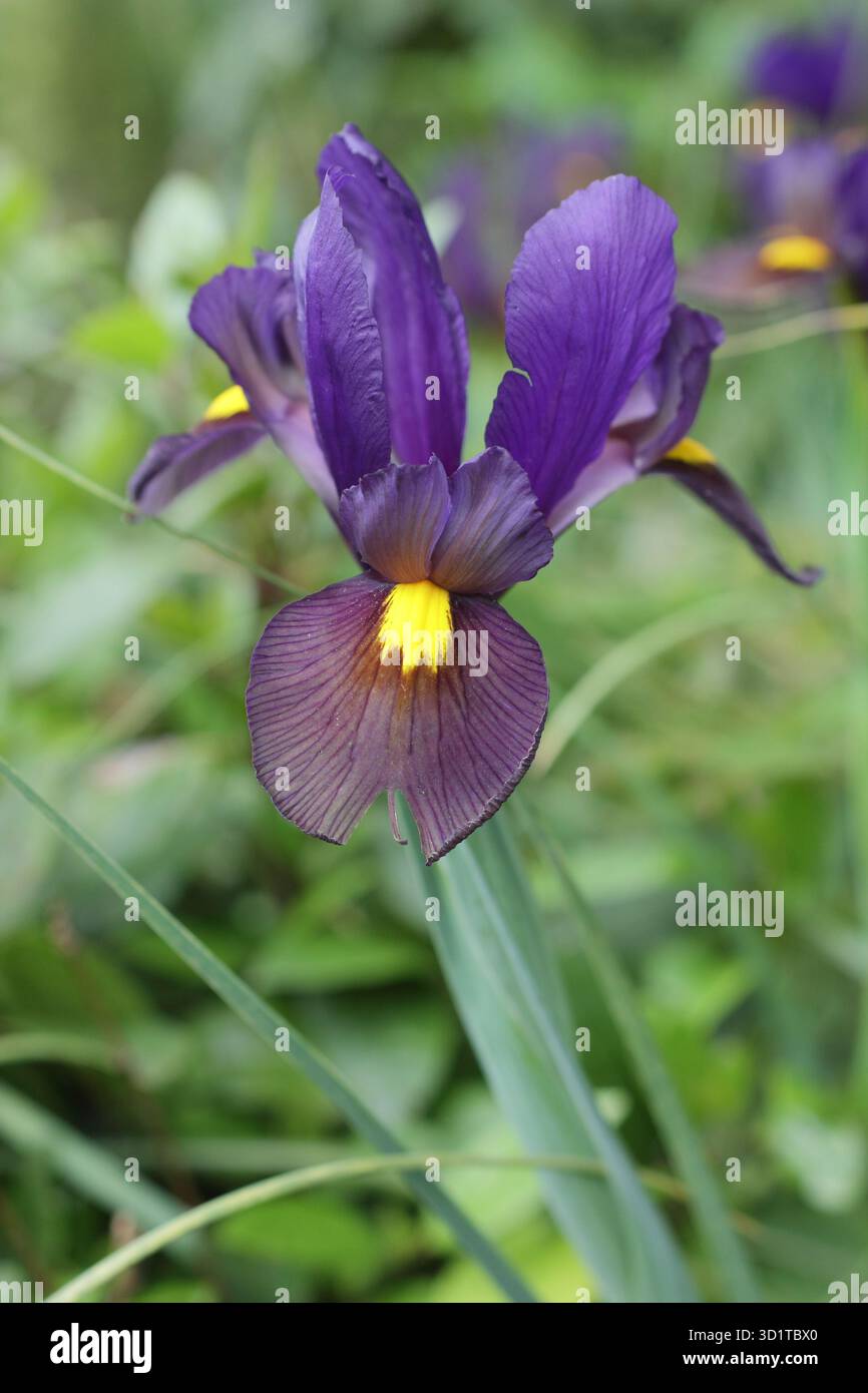 Iris hollandica Tigereye Blume, lila Wasserfälle und hellgelbe Augenmarkierung im späten Frühjahr. Stockfoto