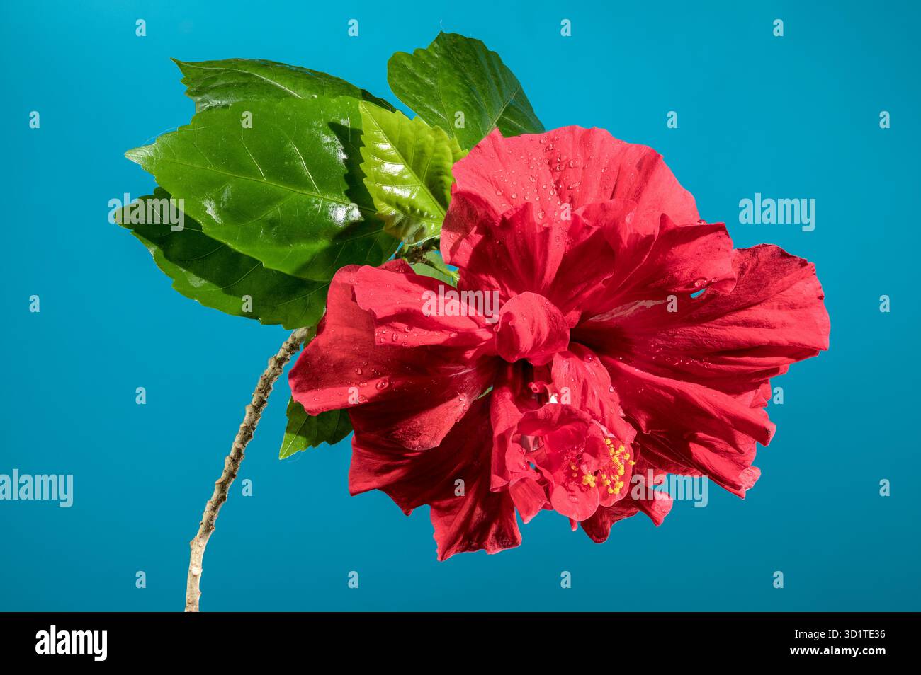 Doppelter roter Hibiskus auf blauem Hintergrund Stockfoto