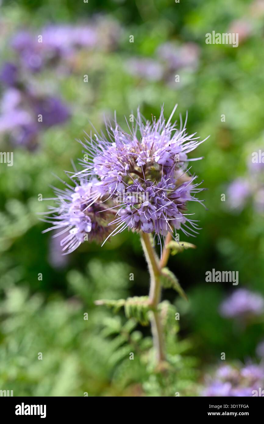 Flauschige hellviolette Herbstblumen von fiddleneck, Phacelia tanacetifolia UK Garden September Stockfoto