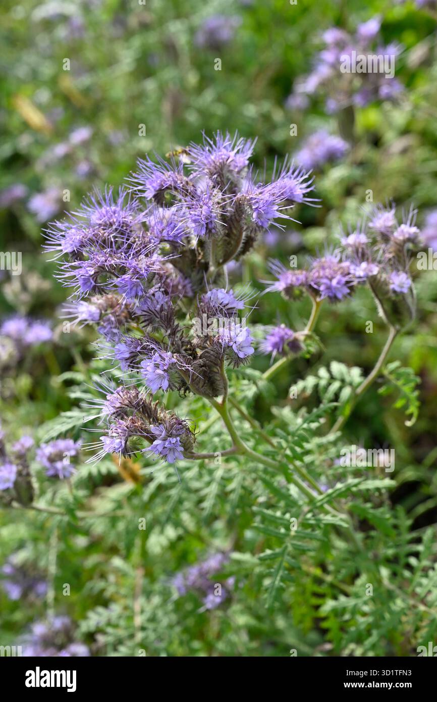 Flauschige hellviolette Herbstblumen von fiddleneck, Phacelia tanacetifolia UK Garden September Stockfoto