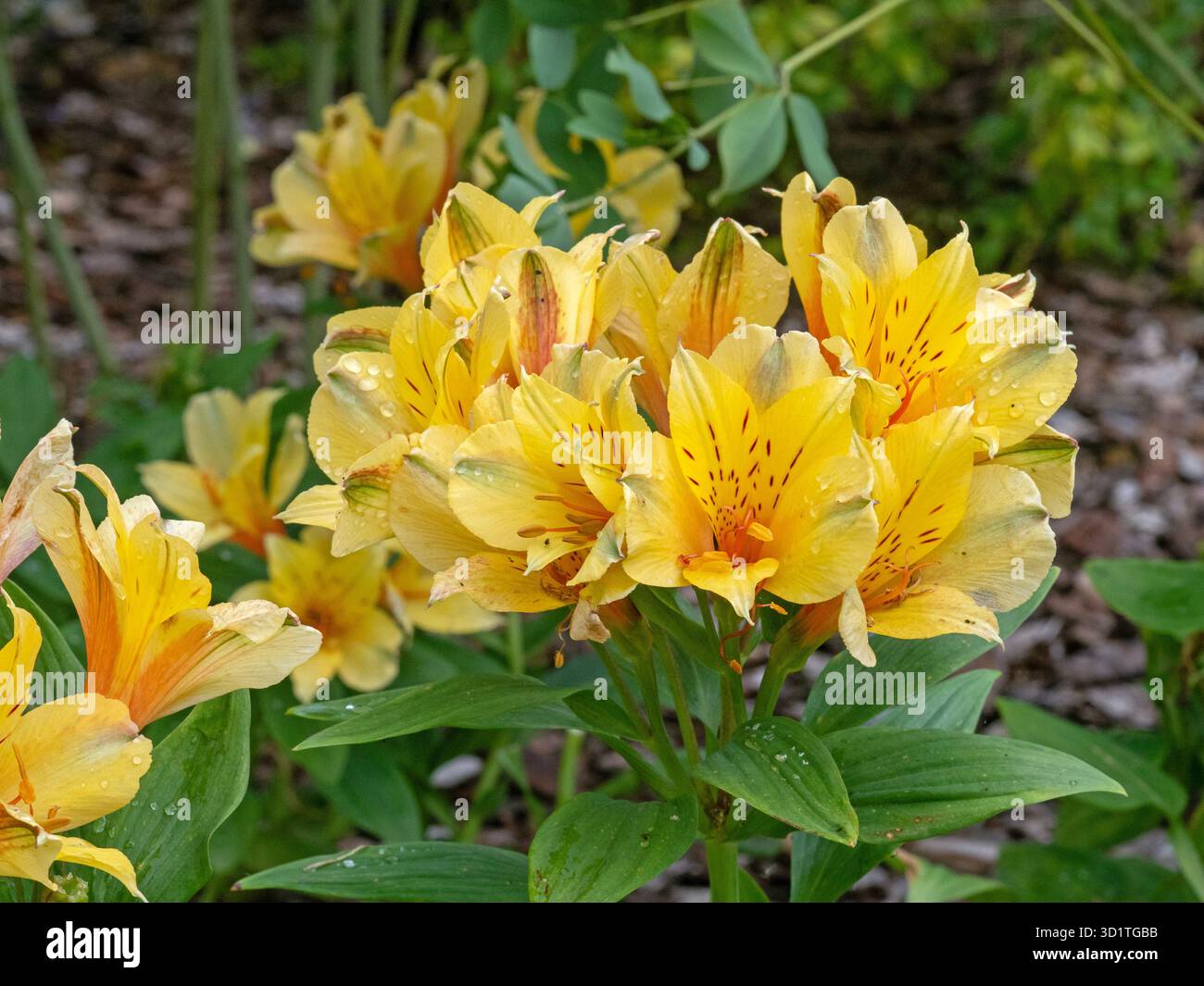 Wunderschöne Alstroemeria Blumen Summer Paradise Spring Valley Stockfoto
