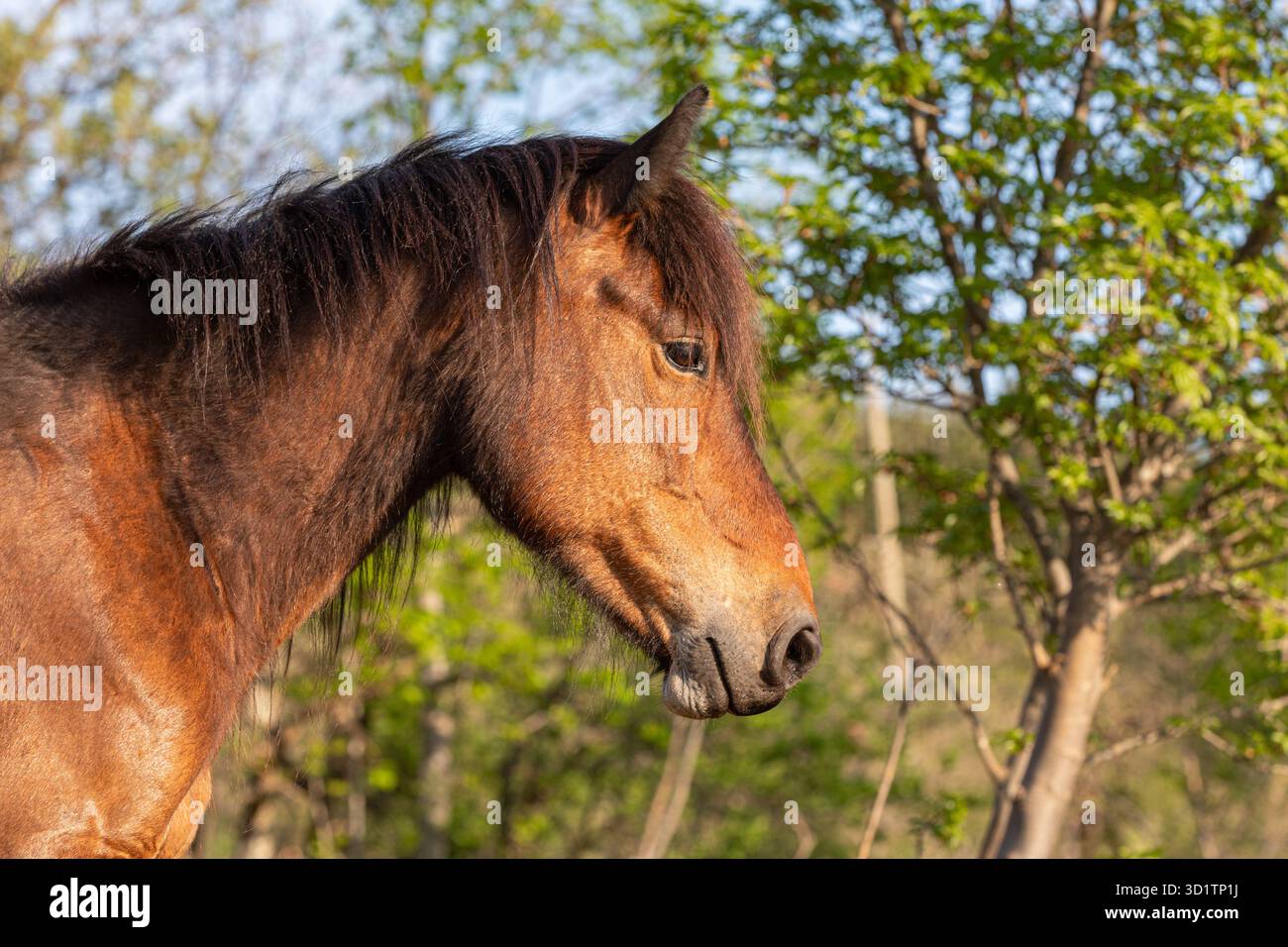 Brauner Pferdekopf Stockfoto