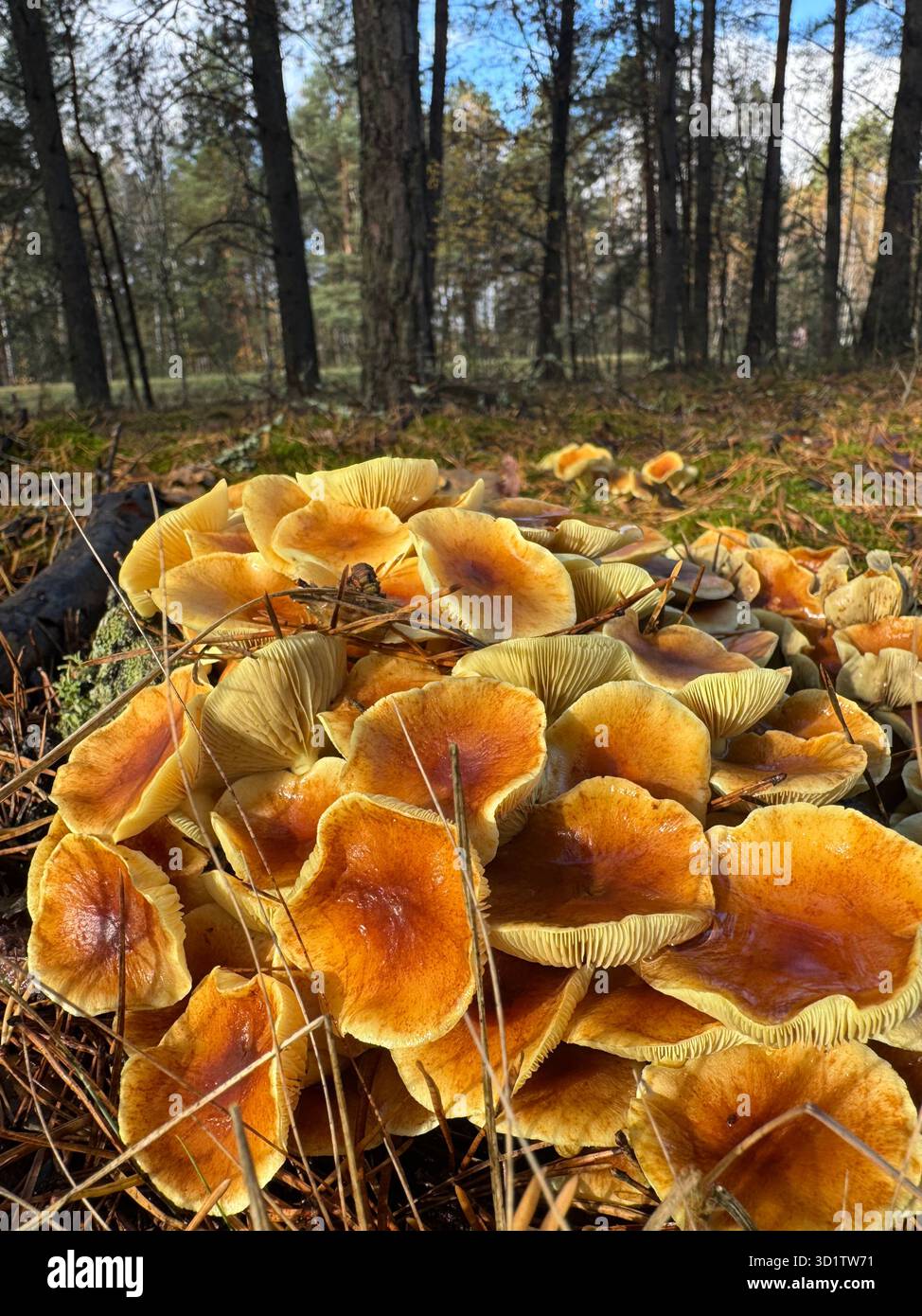 Eine Gruppe Samtpilze. Wächst in einem Kiefernwald bei einem alten Stumpf. Pilzsuche im Herbst. Stockfoto