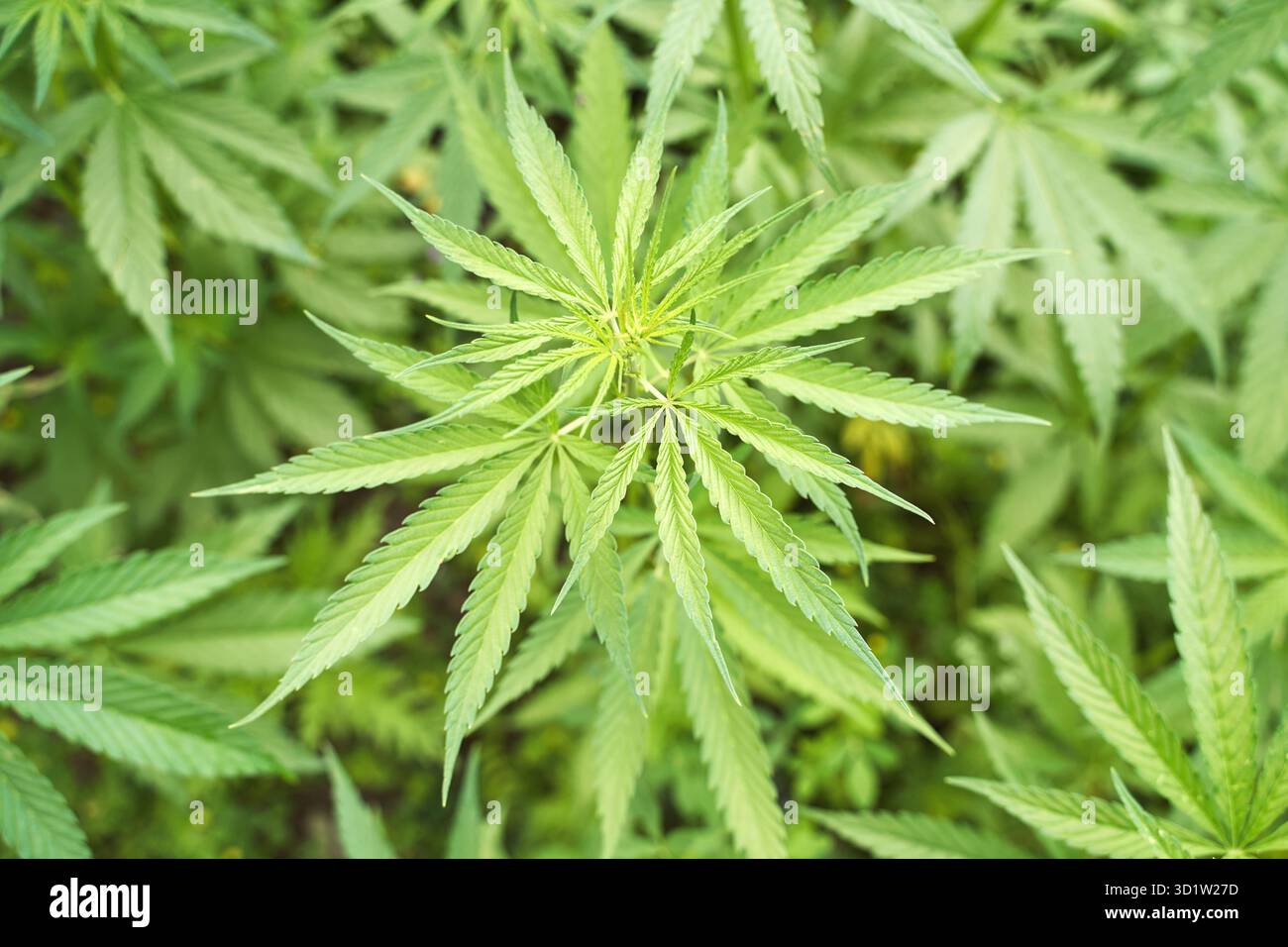 Cannabis grüne Pflanze. Anti-Gesetz-Kraut. CBD-Feld. Hanfgarten. Arzneimittel Stockfoto