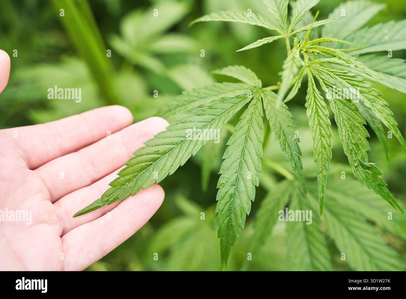 Cannabis grüne Pflanze. Anti-Gesetz-Kraut. CBD-Feld. Hanfgarten. Arzneimittel Stockfoto