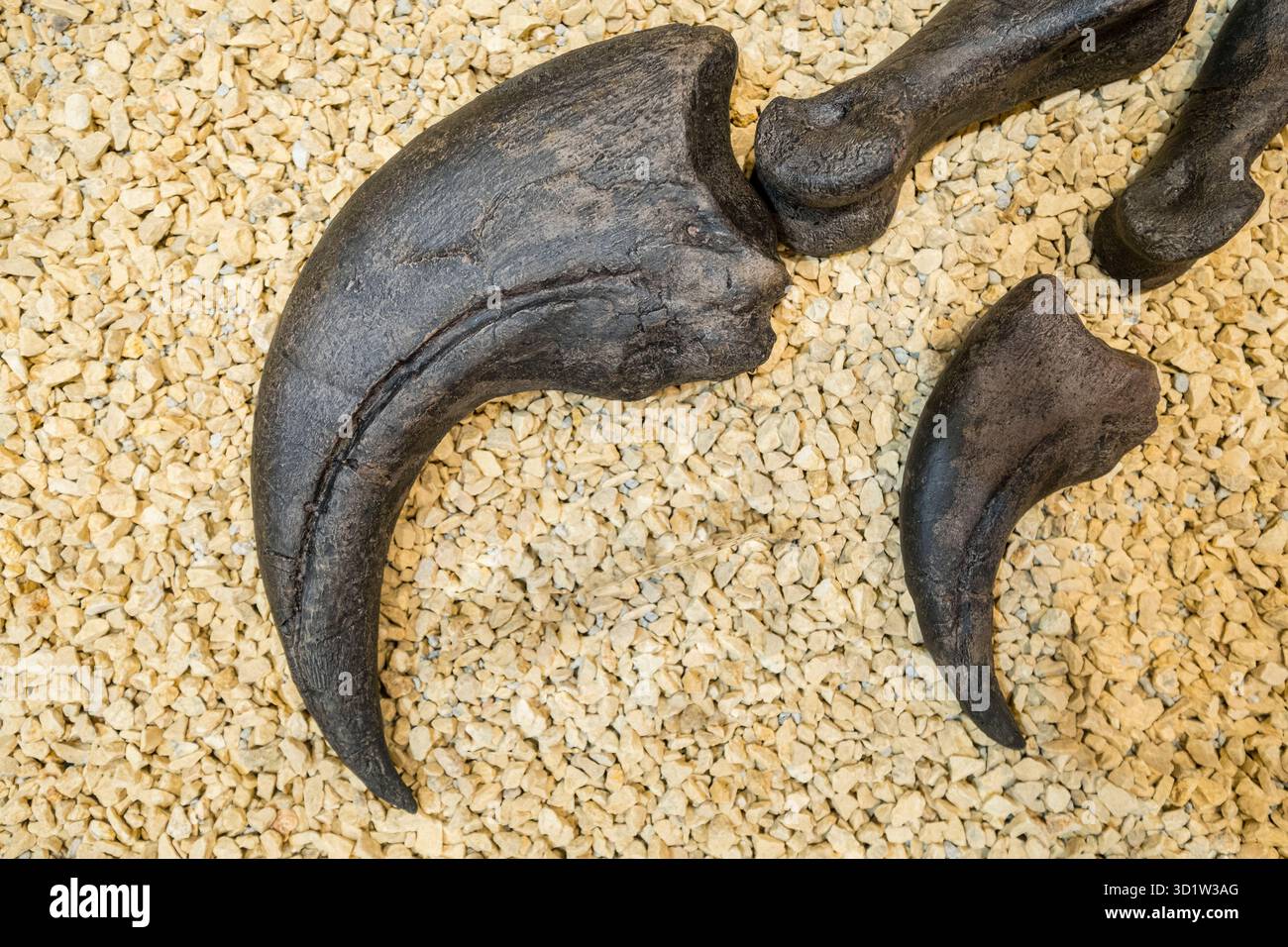 Claw, Baryonyx walkeri, Spinosaurid Theropod, La Rioja Paleontologisches Interpretationszentrum, Igea, La Rioja, Spanien, Europa Stockfoto