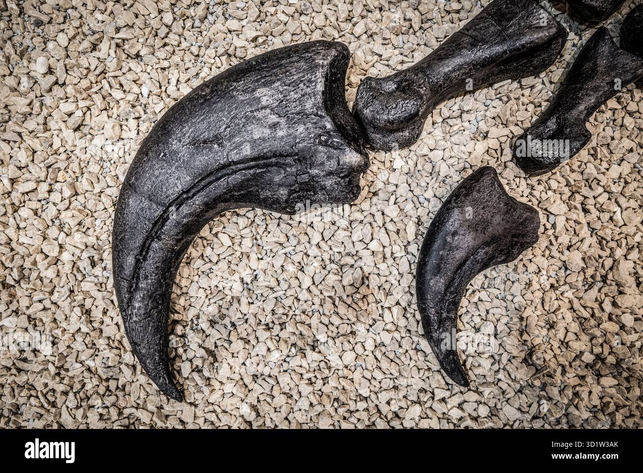 Claw, Baryonyx walkeri, Spinosaurid Theropod, La Rioja Paleontologisches Interpretationszentrum, Igea, La Rioja, Spanien, Europa Stockfoto