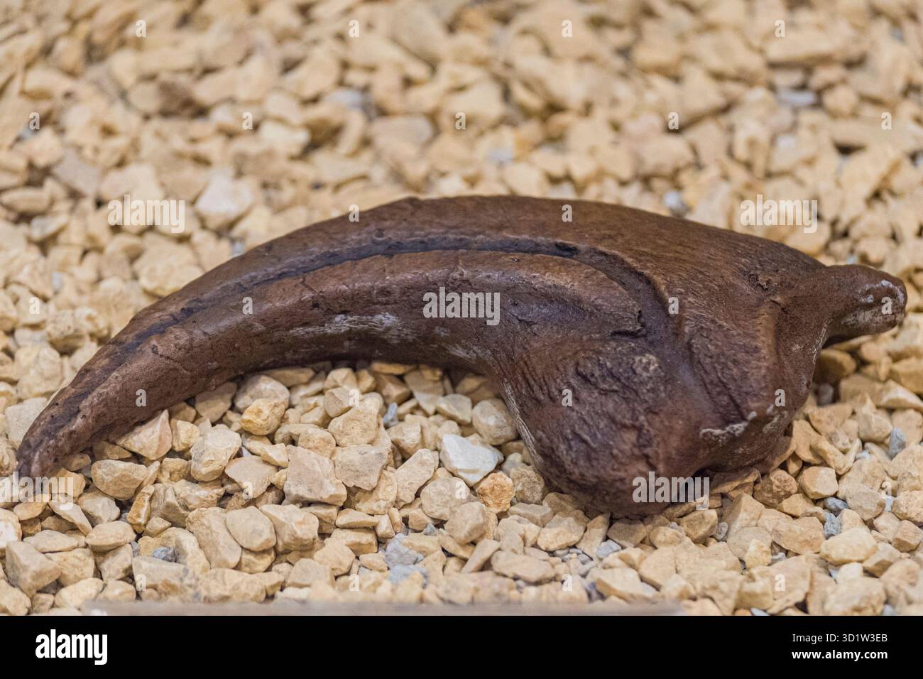 Full Finger, Allosaurus, Paläontologisches Interpretationszentrum von La Rioja, Igea, La Rioja, Spanien, Europa Stockfoto