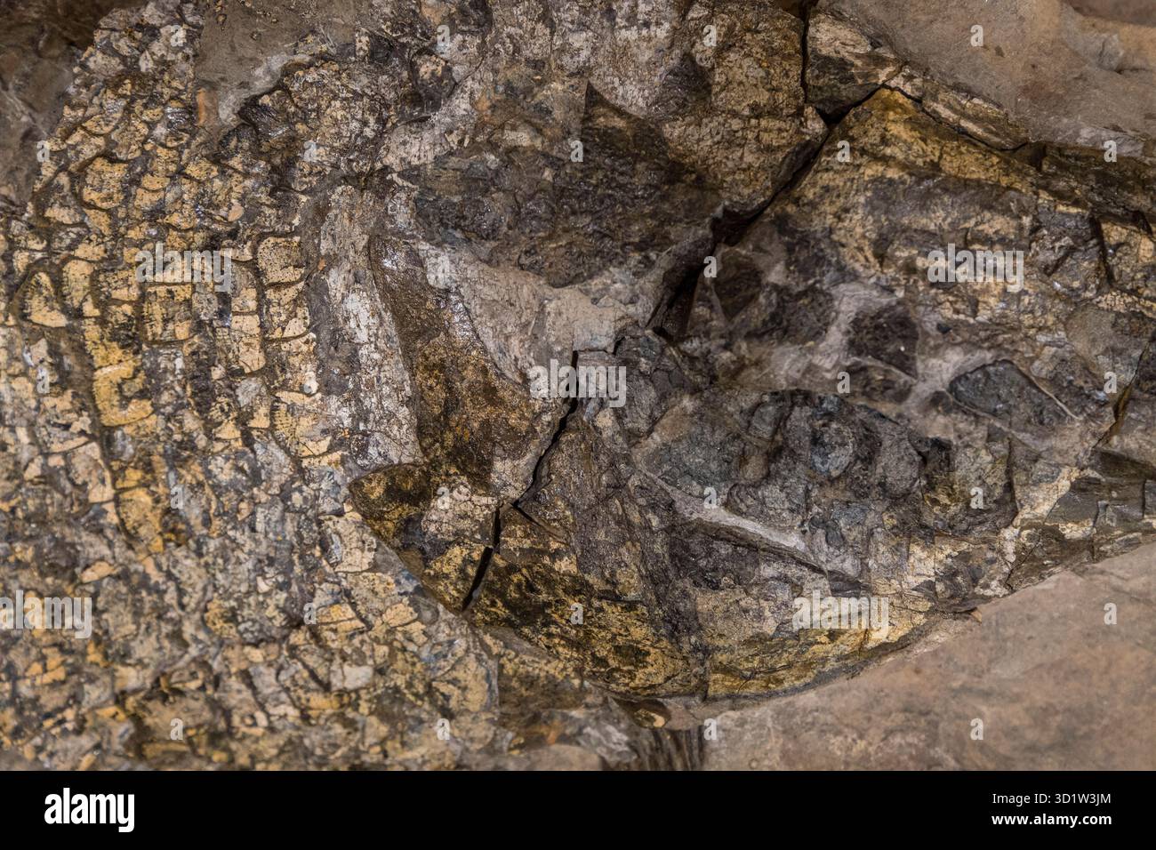 Skalen, Lepidotes maximus, La Rioja Paläontologisches Interpretationszentrum, Igea, La Rioja, Spanien, Europa Stockfoto