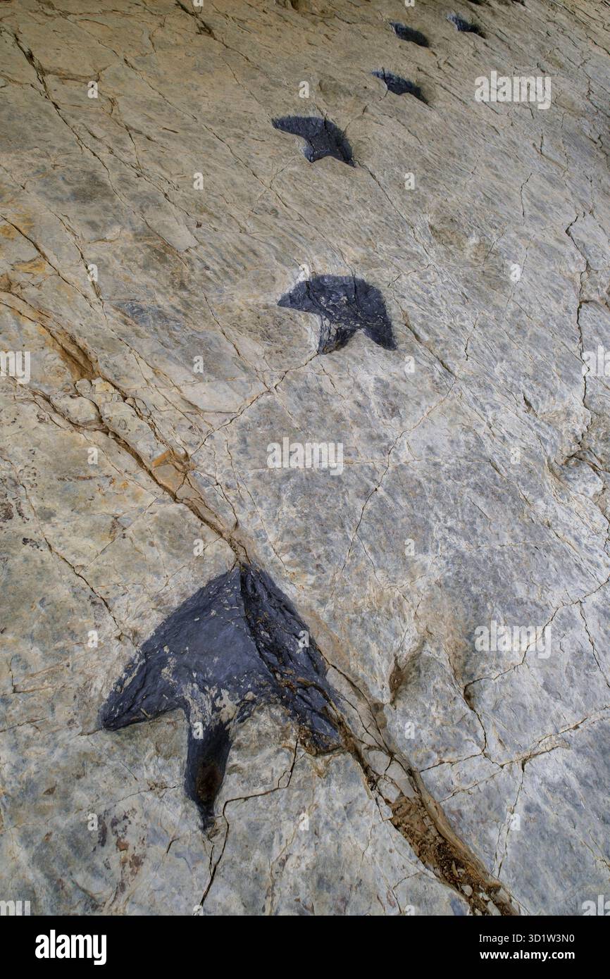Dinosaurier-Fußspuren Stockfoto