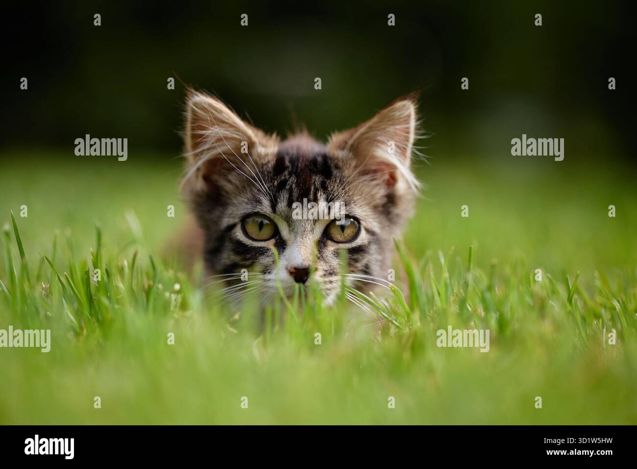 Junge Tabby-Katze im Gras, die mit fokussiertem Ausdruck nach vorne starrt Stockfoto