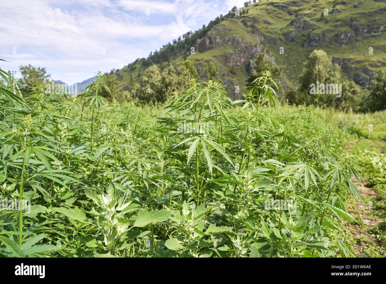 Cannabis grüne Pflanze. Anti-Gesetz-Kraut. CBD-Feld. Hanfgarten. Arzneimittel Stockfoto