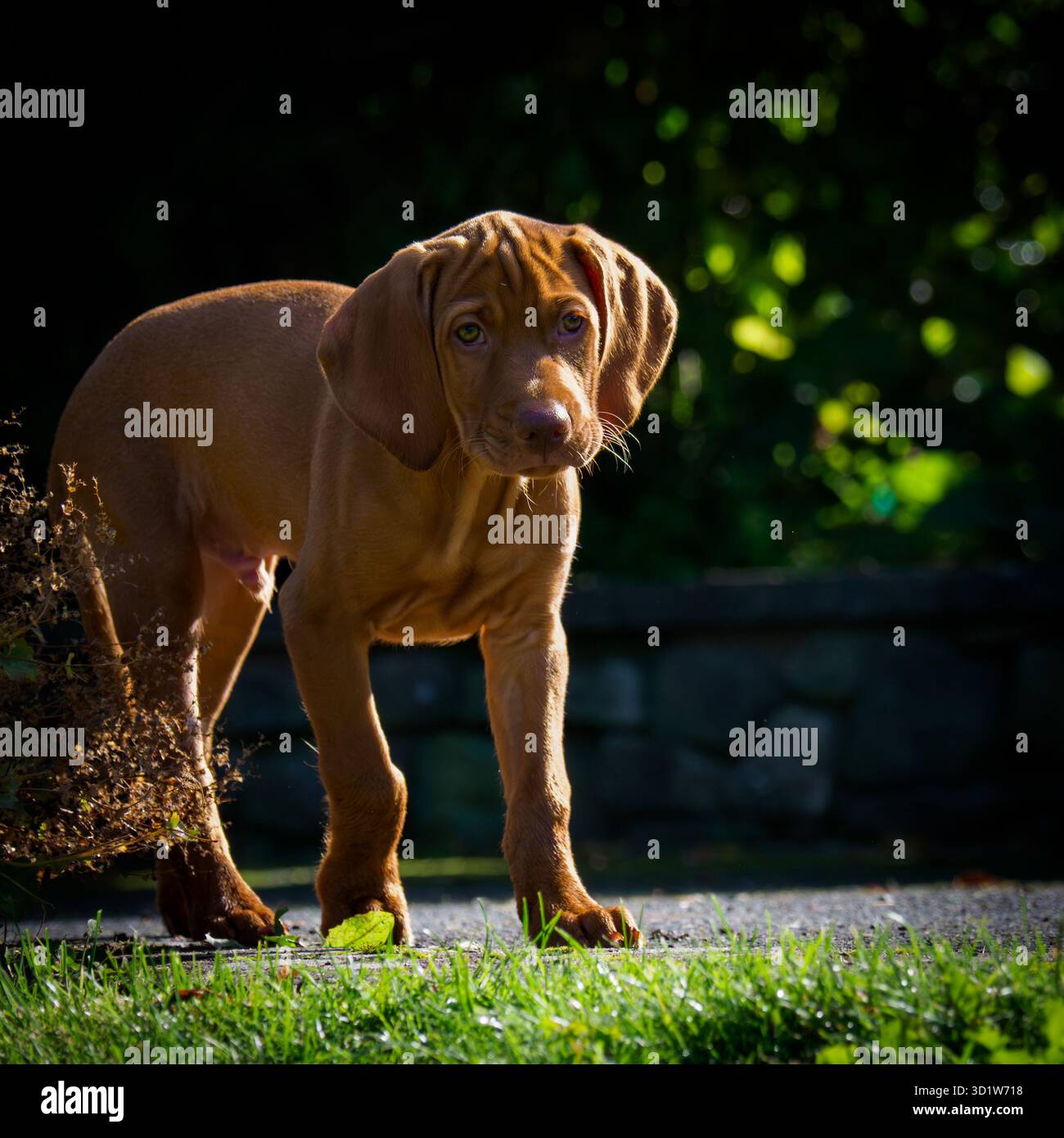 Ein rötlich-brauner Vizsla-Welpe, der vor einem unscharfen Laubhintergrund in die Kamera schaut. Die ungarische Rasse wurde ursprünglich für die Jagd gezüchtet. Stockfoto