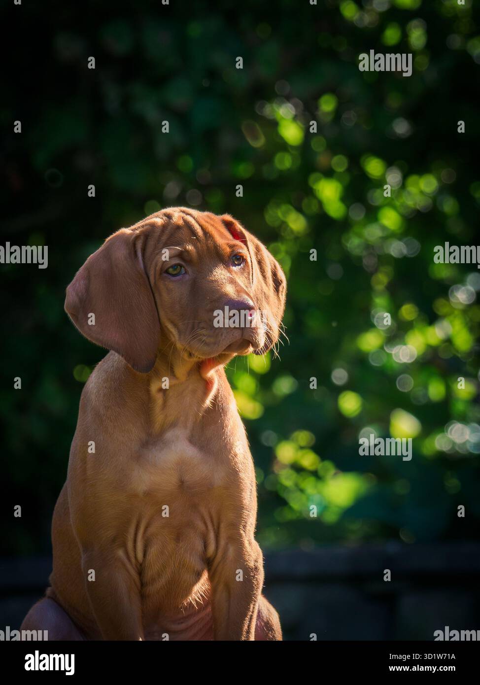 Ein rötlich-brauner Vizsla-Welpe, der vor einem unscharfen Laubhintergrund in die Kamera schaut. Die ungarische Rasse wurde ursprünglich für die Jagd gezüchtet. Stockfoto