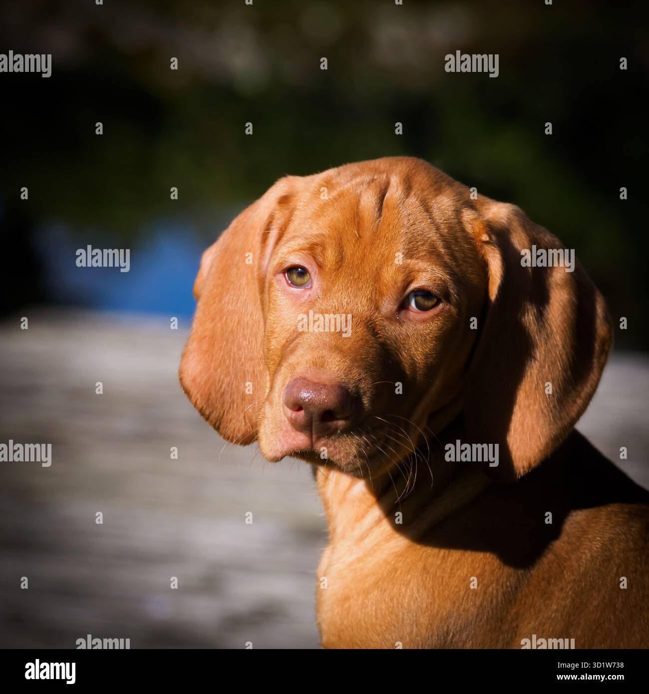 Ein brauner Vizsla-Welpe posiert calmy für die Kamera vor einem verschwommenen Hintergrund. Die ungarische Rasse wurde ursprünglich für die Jagd gezüchtet. Stockfoto