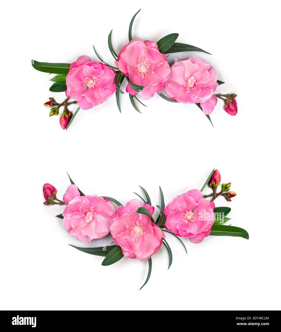 Rahmen aus rosa Blüten Nerium Oleander und Blättern auf weißem Hintergrund mit Platz für Text. Draufsicht, flach Stockfoto