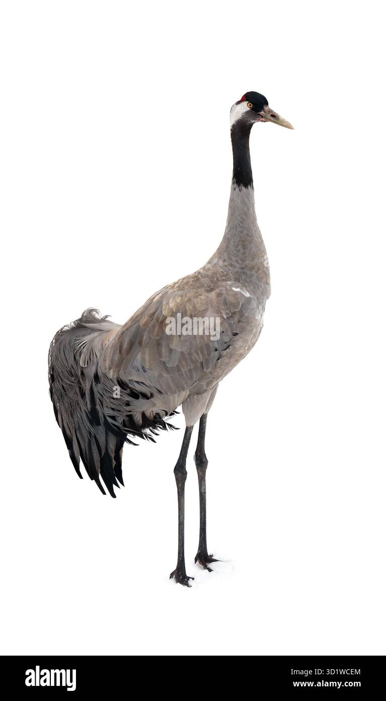 Grauer Kran (Grus grus) großer Vogel auf Schnee auf weißem Hintergrund Stockfoto