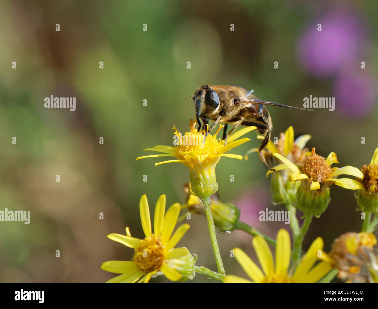 Gewöhnliche Drohnenfliege (Eristalis tenax) weibliches Nektaring auf einer gewöhnlichen Ragkraut-Blüte (Senecio jacobaea) auf Kreideflächen, Salisbury Plain, Großbritannien, August. Stockfoto