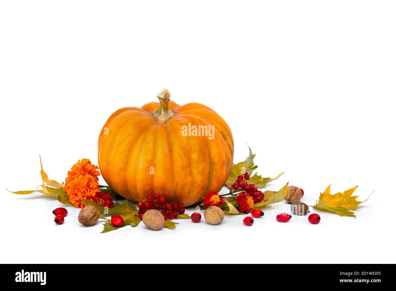 Kürbis, Eicheln, Nuss, Blumen Ringelblume, rote Beeren und herbstliche bunte Ahornblätter auf weißem Hintergrund mit Platz für Text Stockfoto