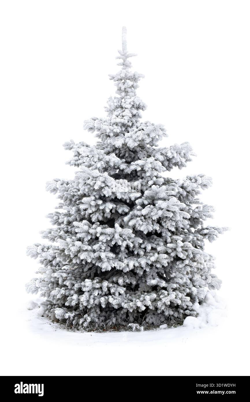 Fichte bedeckt Schnee und Raureif auf weißem Hintergrund mit Platz für Text Stockfoto