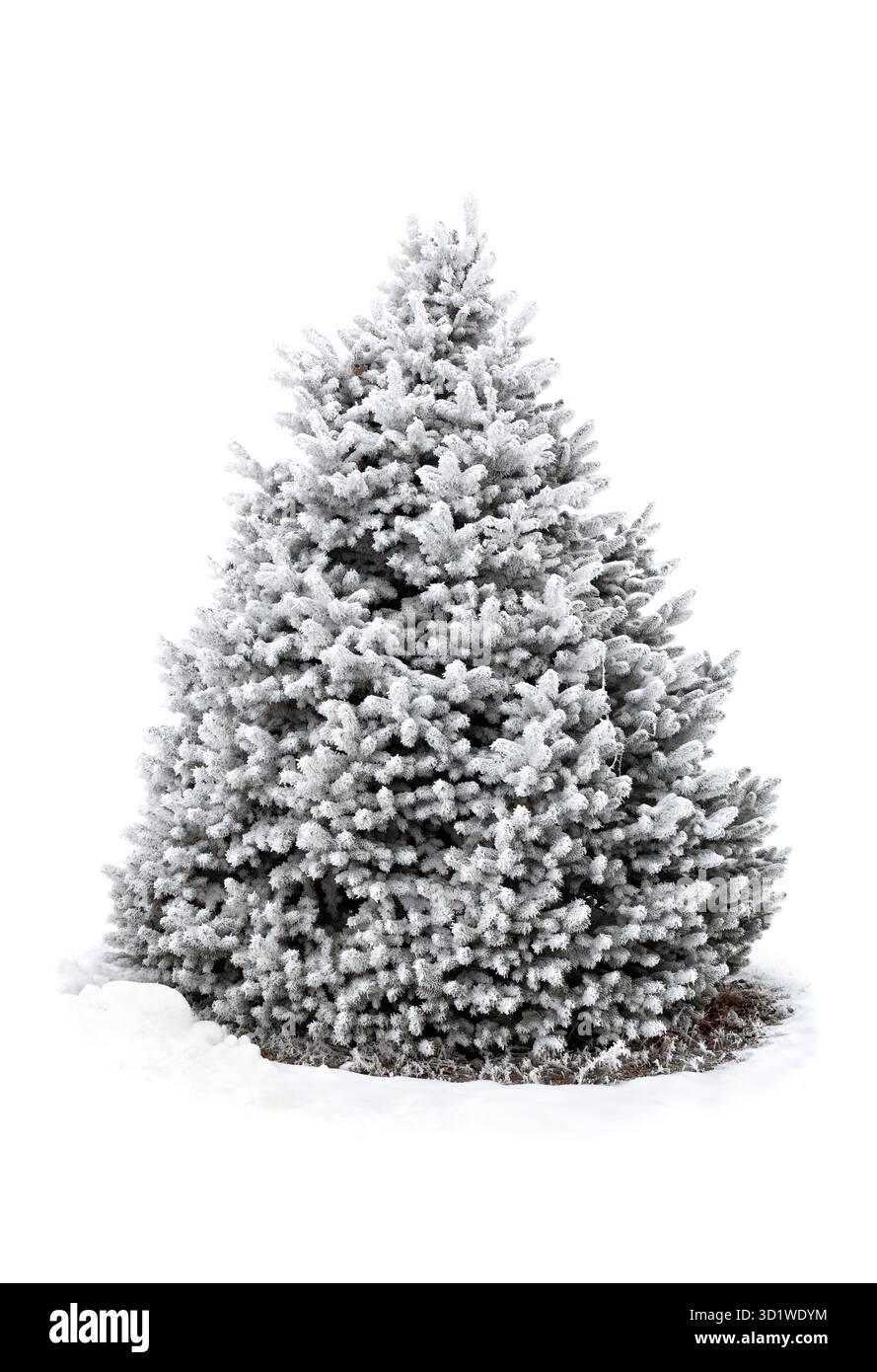 Fichte bedeckt Schnee und Raureif auf weißem Hintergrund mit Platz für Text Stockfoto