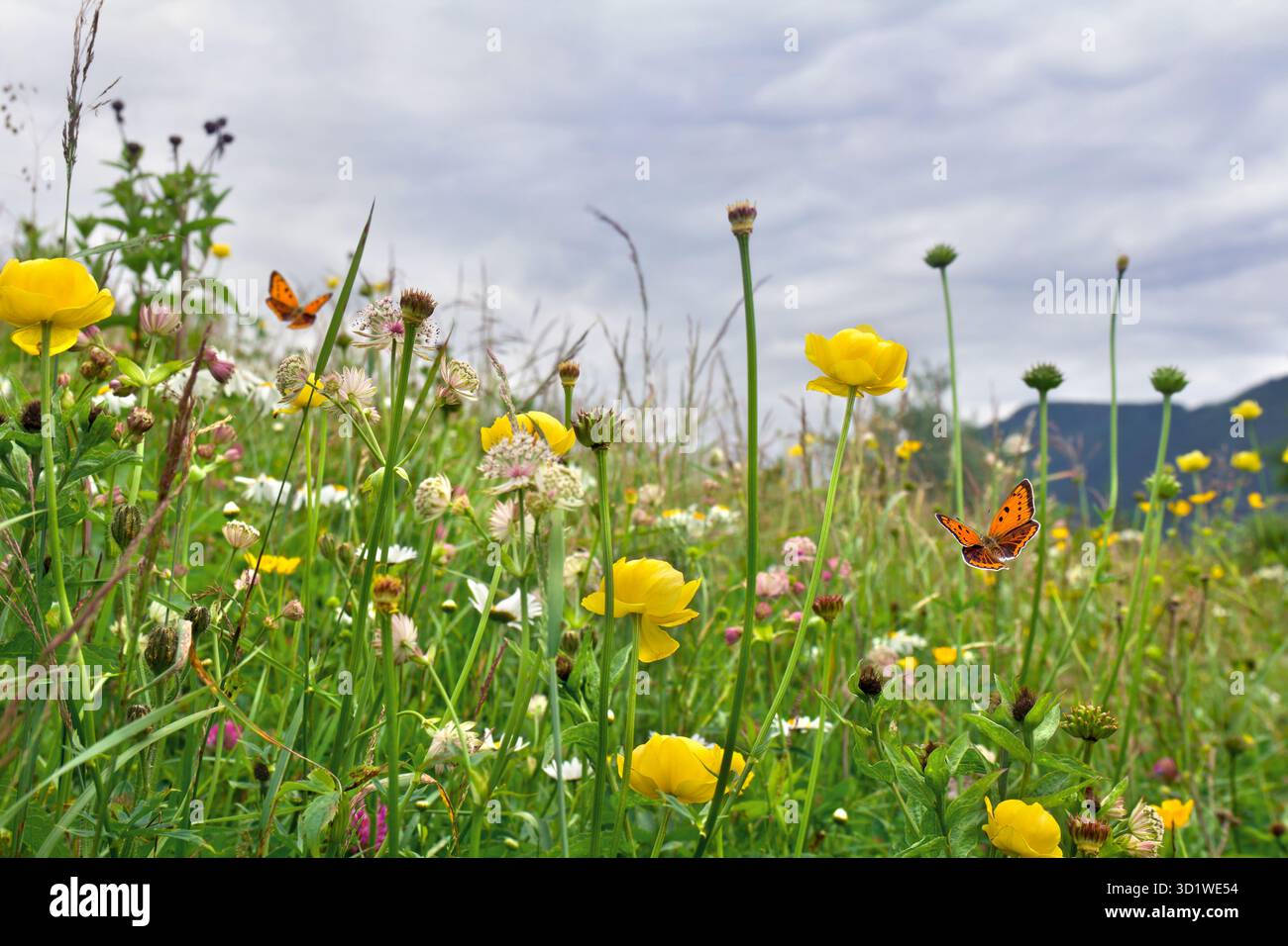 Gelbe Blüten von wilder Butterblume und Wildblumen auf der Wiese im Sommer. Orangefarbener Schmetterling mit schwarzen Punkten, knappes Kupfer über Sommer-Wildblumen Stockfoto