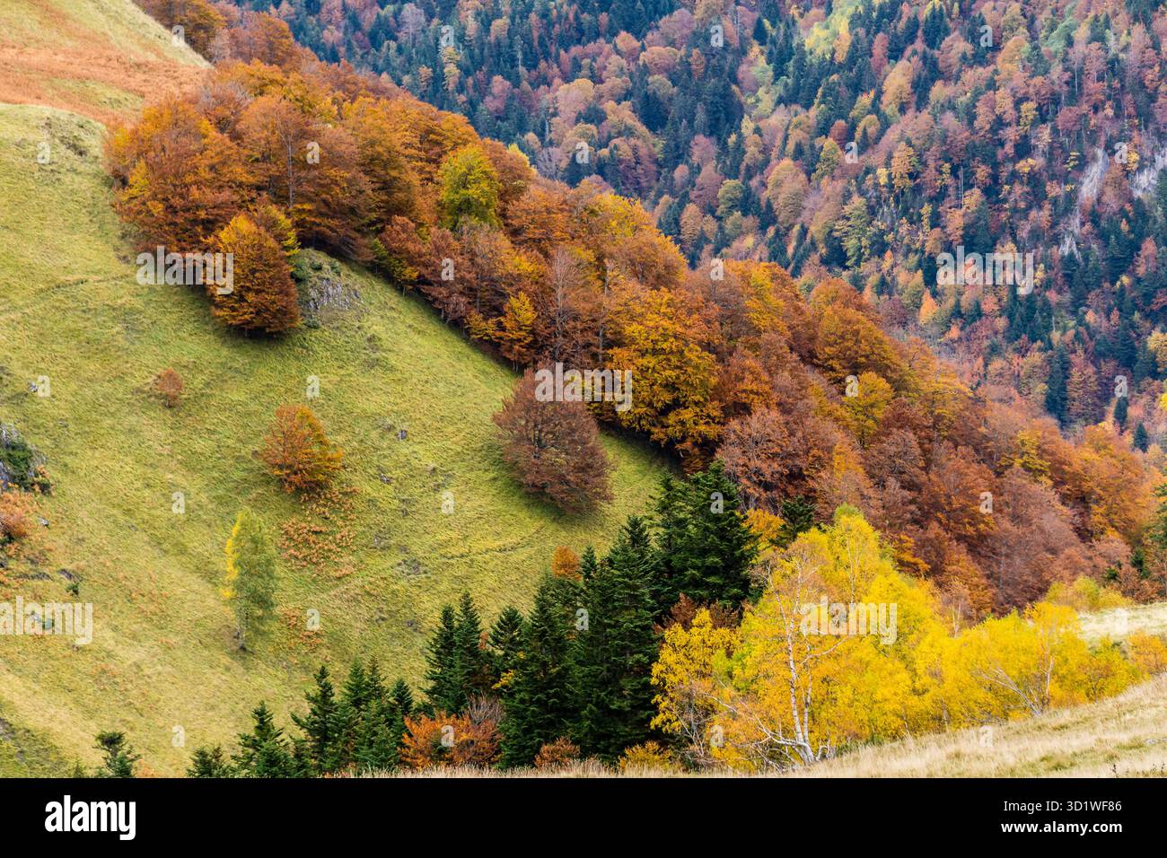 Herbstwald, Artiga de Lin-Tal, Aran-Tal, Pyrenäen-Gebirge, lleida, Katalonien, Spanien, europa Stockfoto
