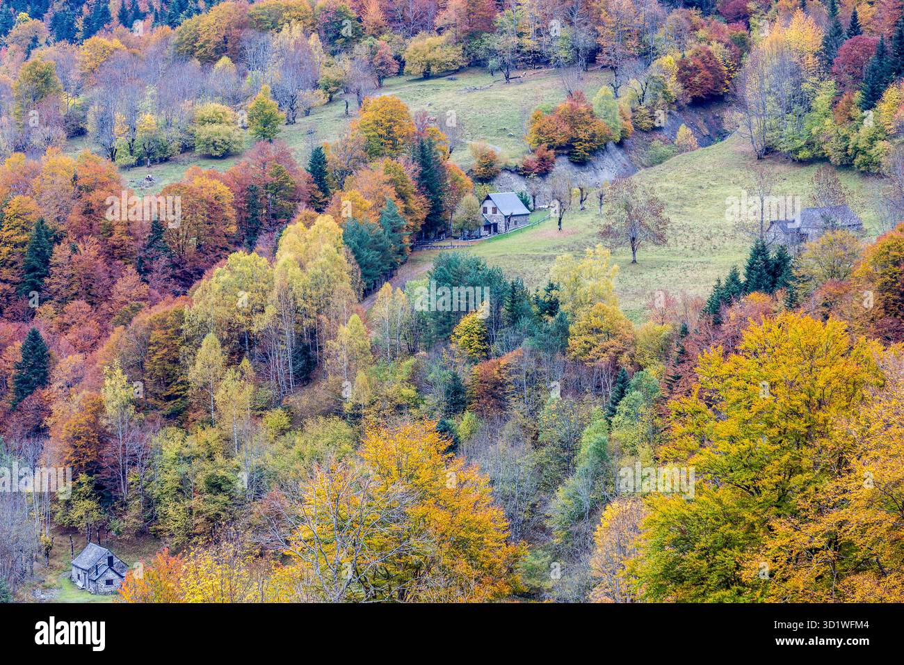 Herbstwald, Artiga de Lin-Tal, Aran-Tal, Pyrenäen-Gebirge, lleida, Katalonien, Spanien, europa Stockfoto