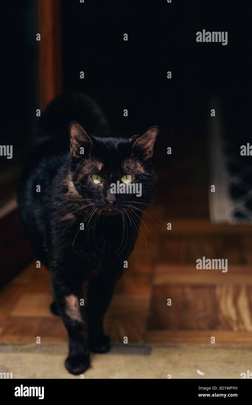 Nahaufnahme einer geretteten schwarzen Katze mit Narben, die drinnen laufen und direkt in die Kamera schauen. Stockfoto