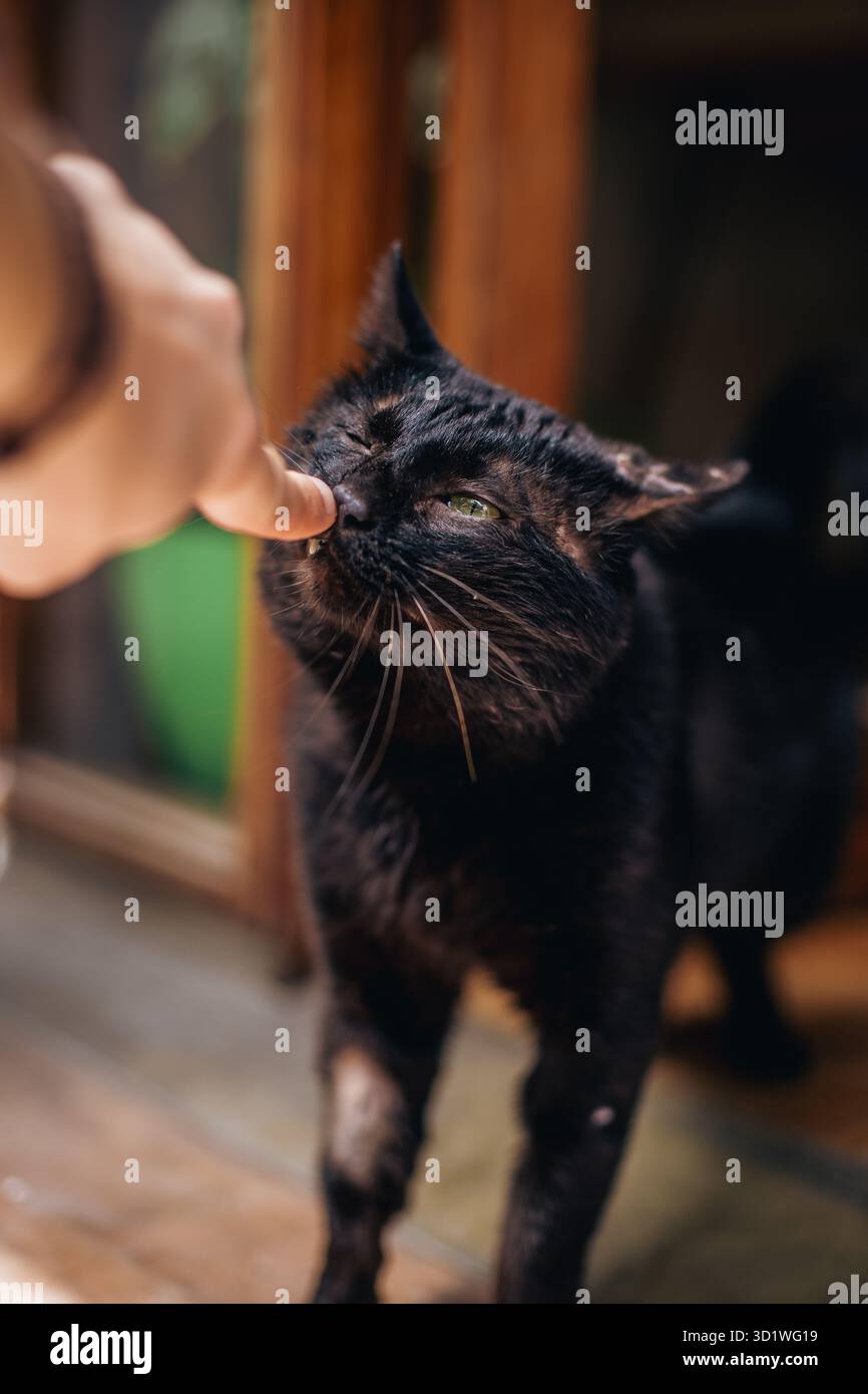 Die menschliche Hand berührt sanft die Nase einer geretteten schwarzen Katze mit Narben in einem warmen Innenbereich. Stockfoto