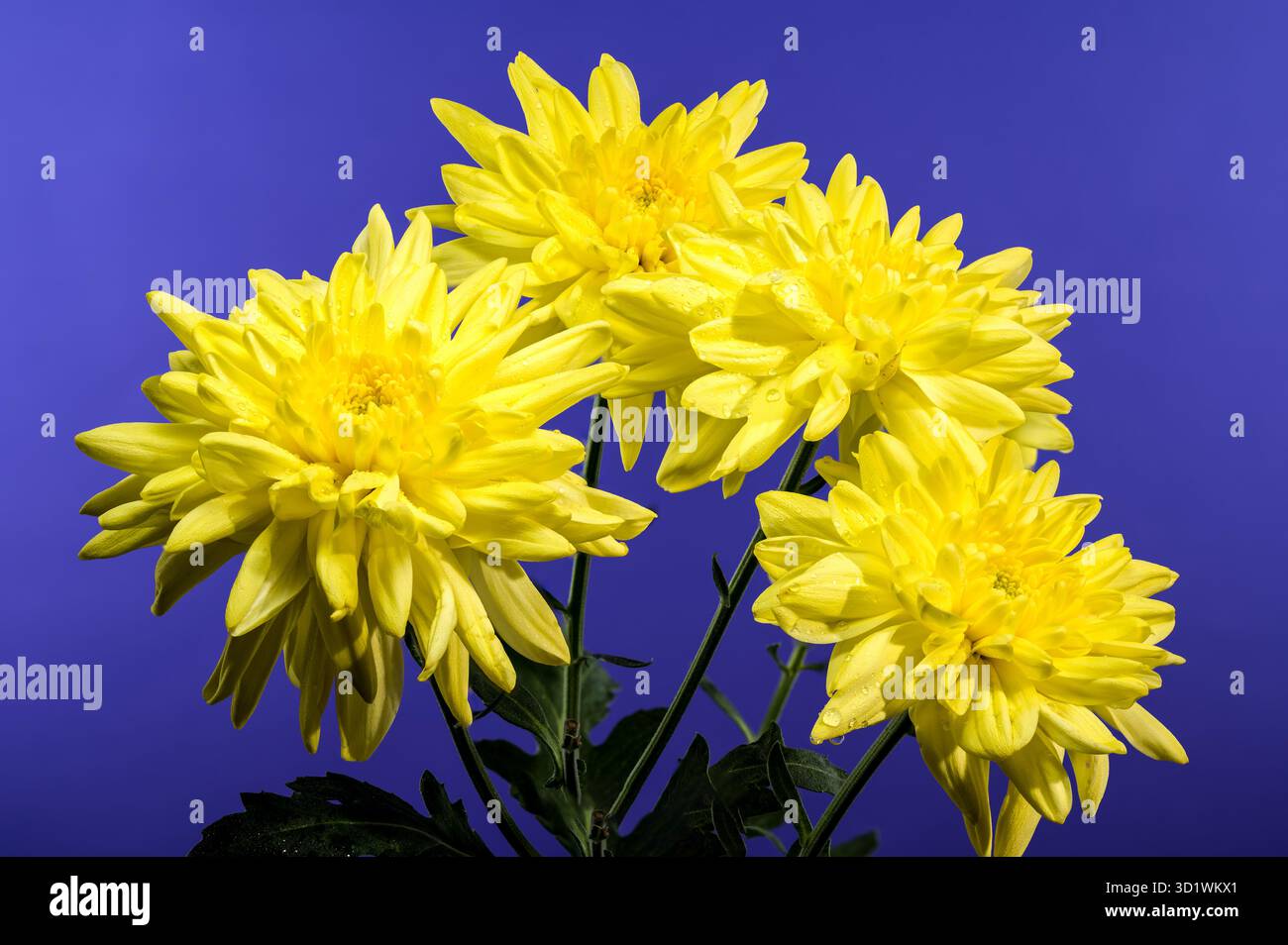 Chrysantheme Amour Yellow auf blauem Hintergrund Stockfoto