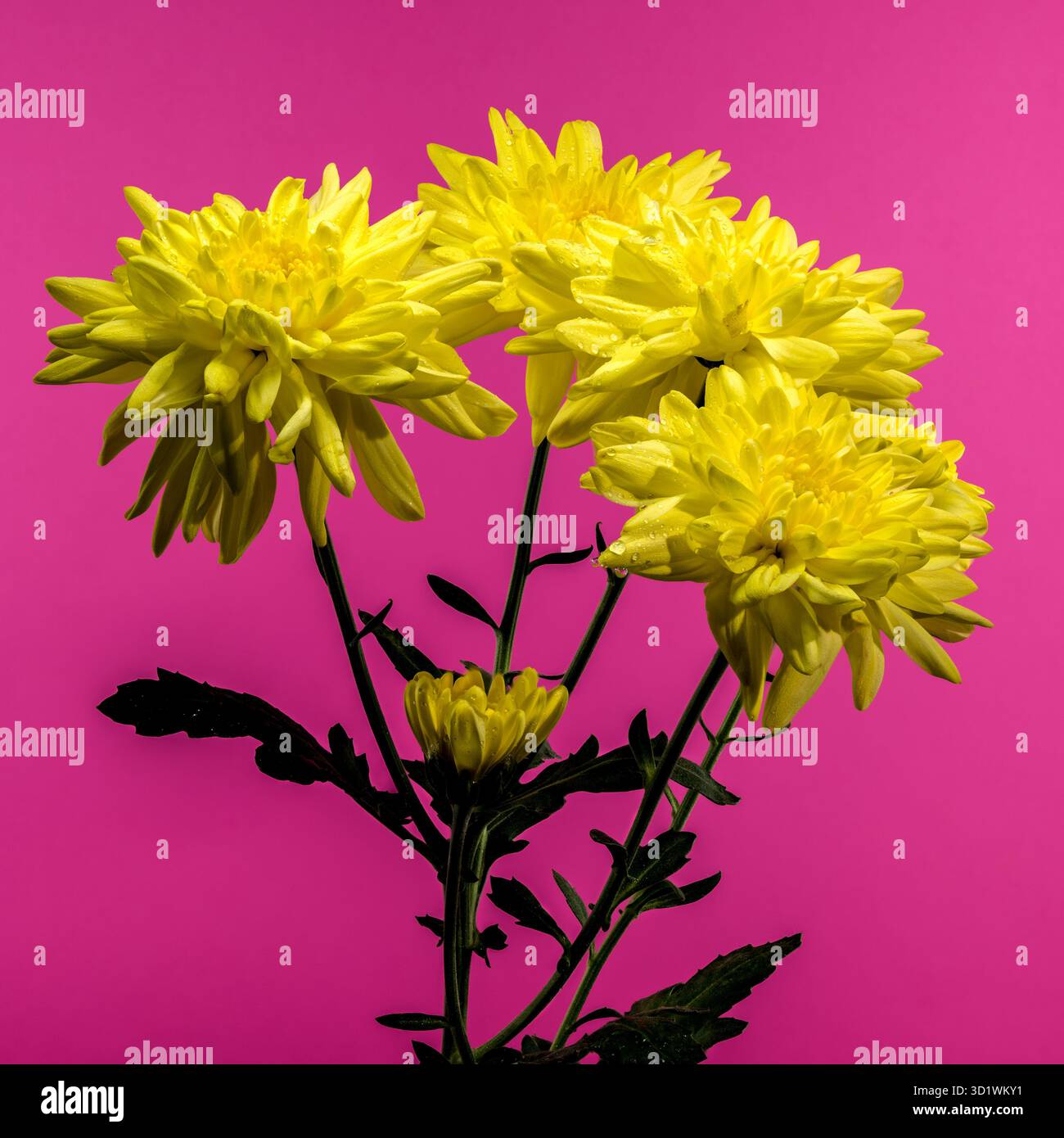 Chrysantheme Amour Yellow auf rosa Hintergrund Stockfoto