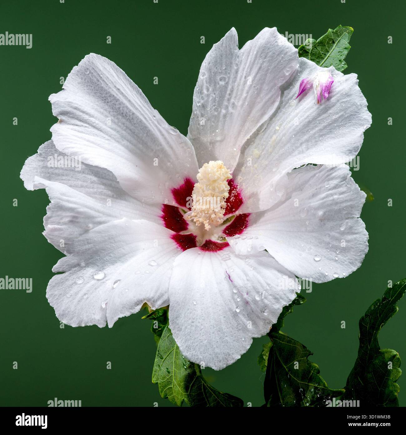 Blühender weißer Hibiscus syriacus auf grünem Hintergrund Stockfoto