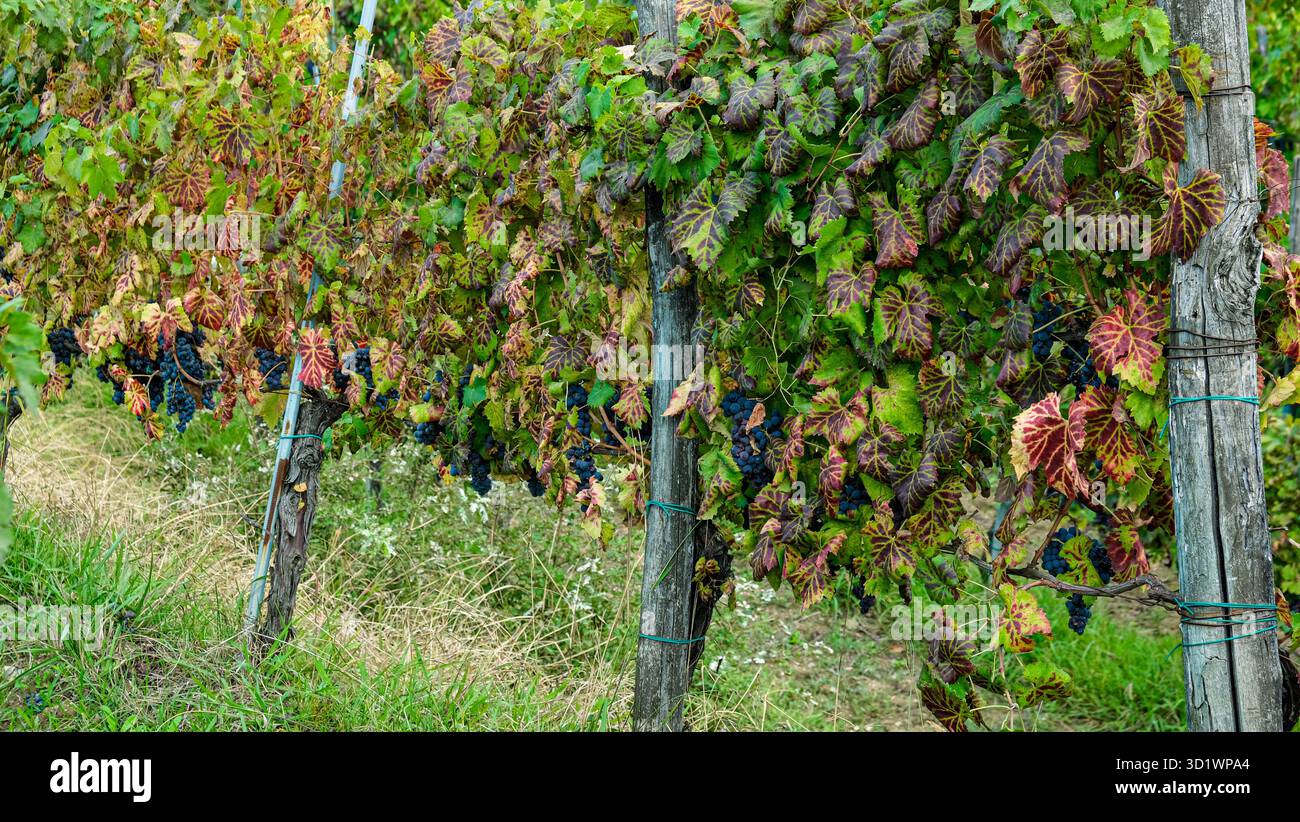 Weintrauben an der Rebe Kampanien Italien Stockfoto
