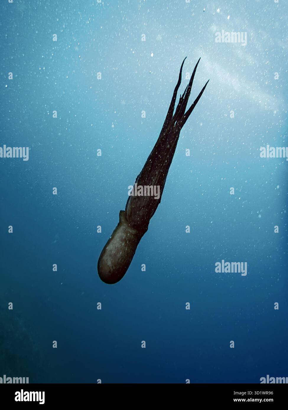 Der Flug des Riesenkraken Stockfoto