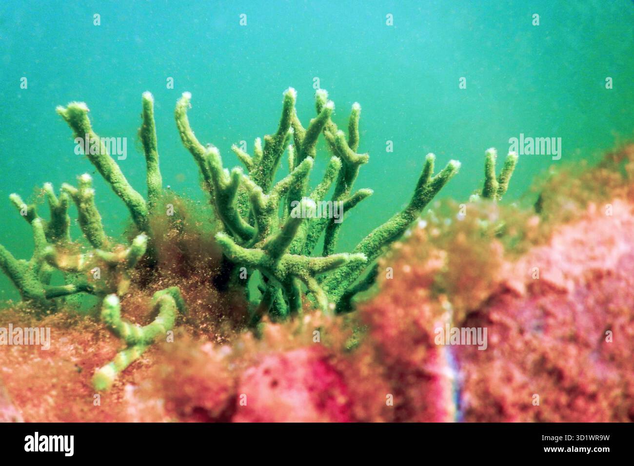 Süßwasserschwamm (Spongilla lacustris) Spongillidae Süßwasser unter Wasser Stockfoto