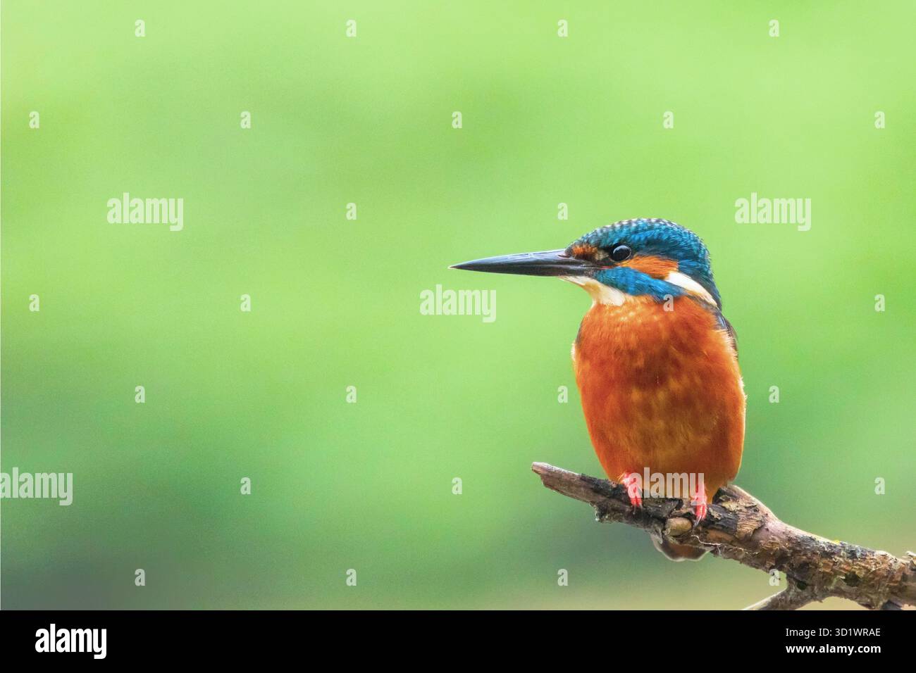 Eisvogel (Alcedo atthis) eurasischer Eisvogel Stockfoto
