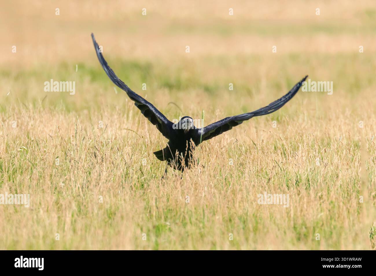 Saatkrähe (Corvus frugilegus) Stockfoto