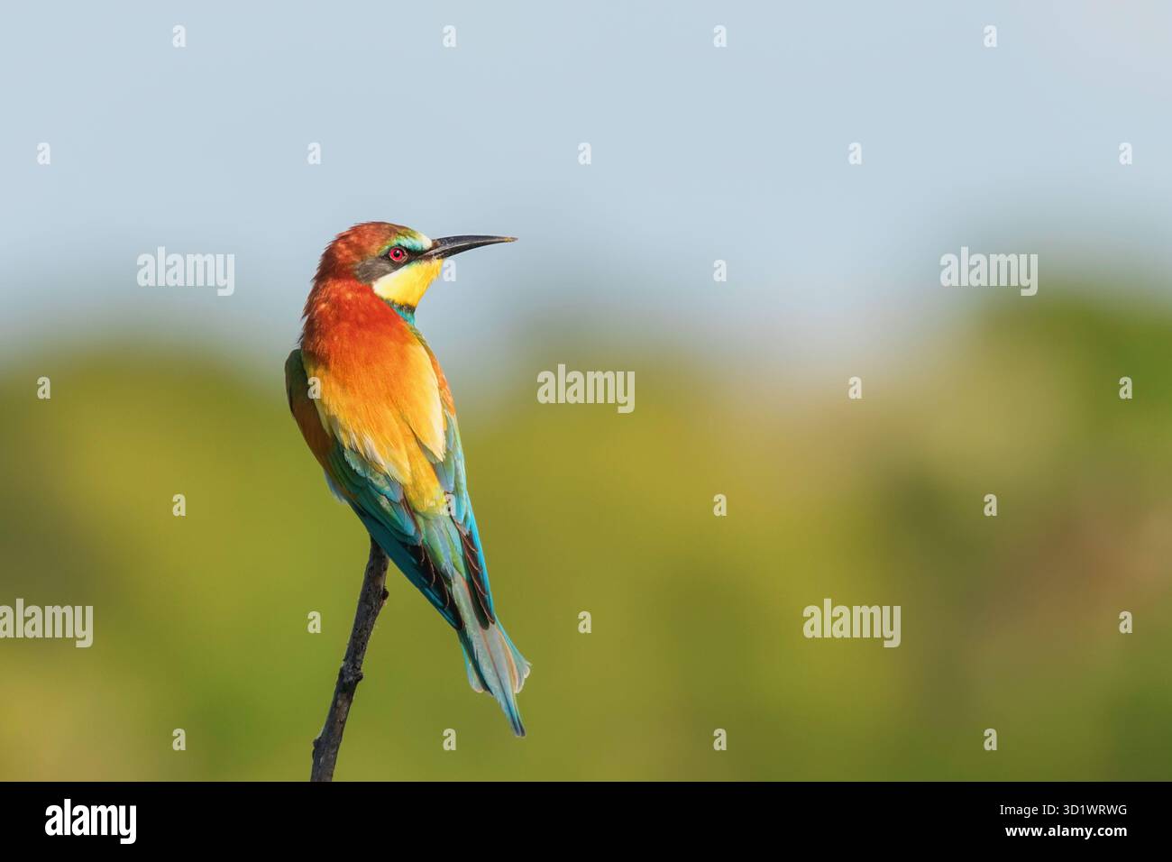 Europäische Bienenfresser (merops Apiaster) Stockfoto