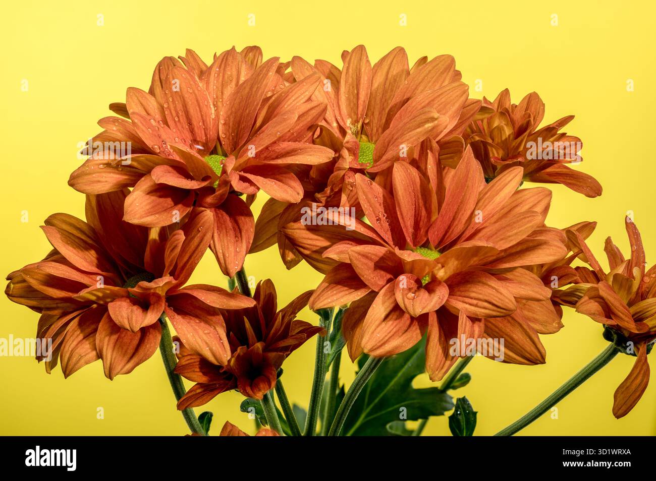 Chrysantheme multiflora Conaco Orange auf gelbem Hintergrund Stockfoto