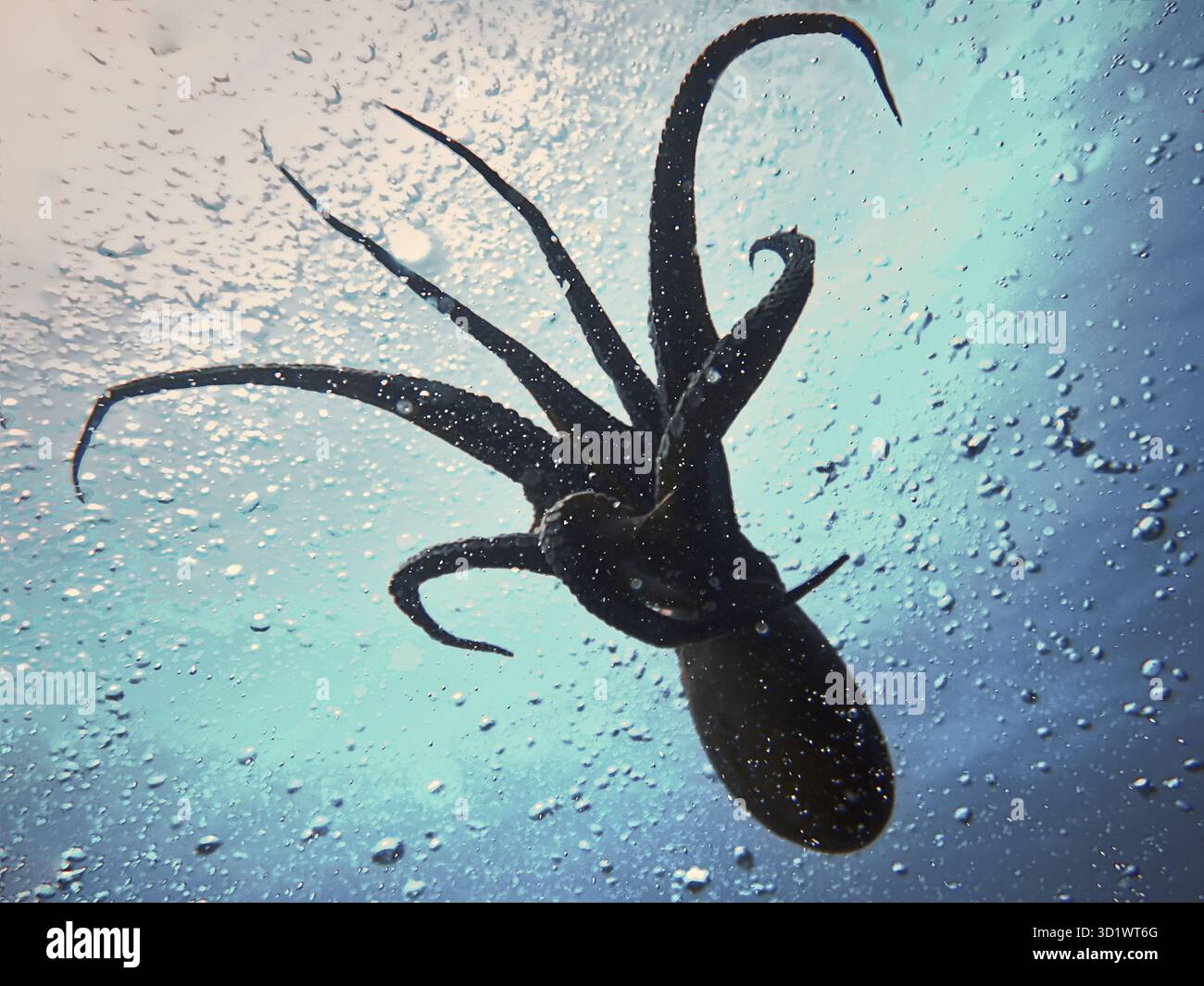 Der Flug des Riesenkraken Stockfoto