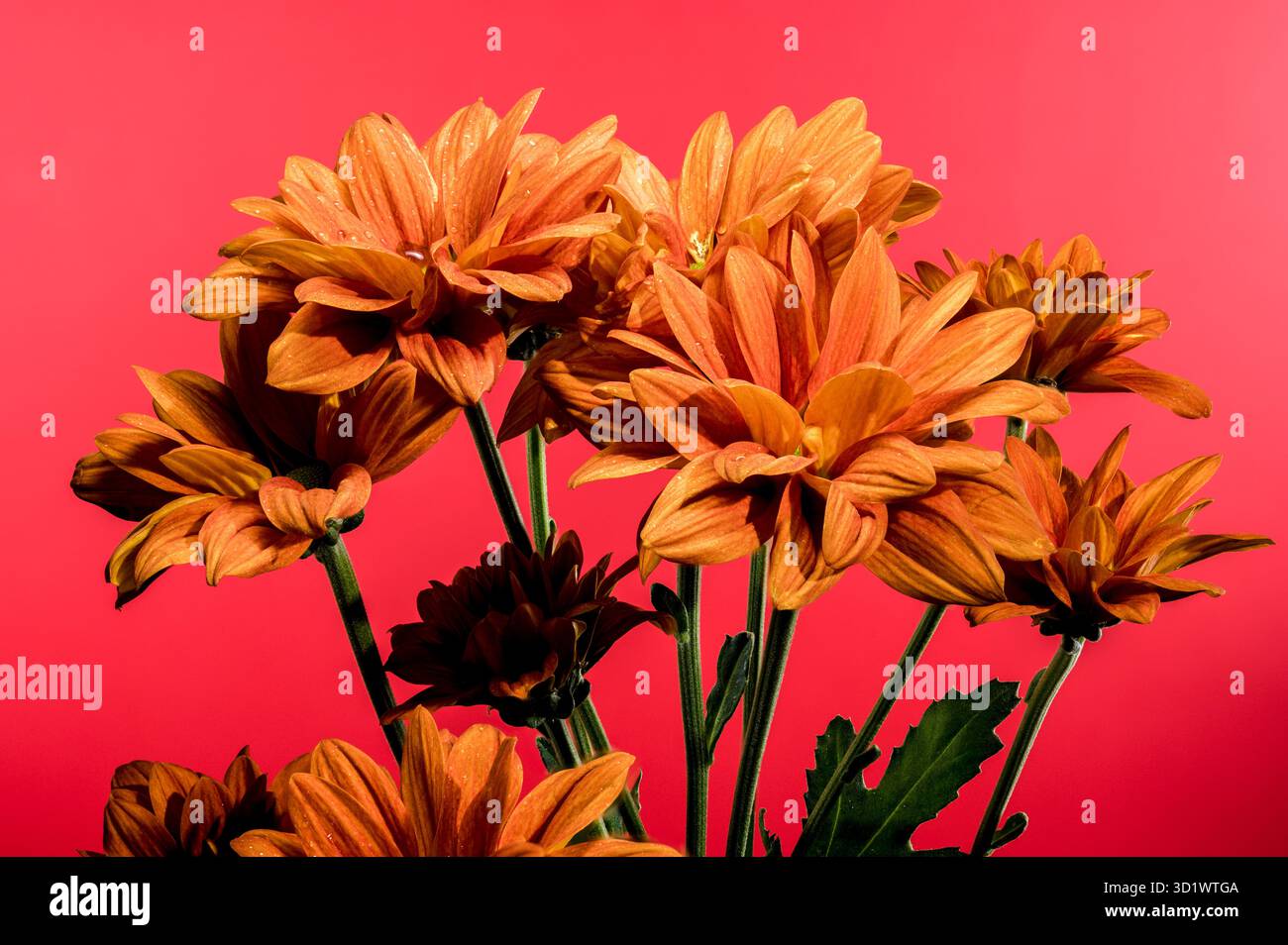 Chrysantheme multiflora Conaco Orange auf rotem Hintergrund Stockfoto