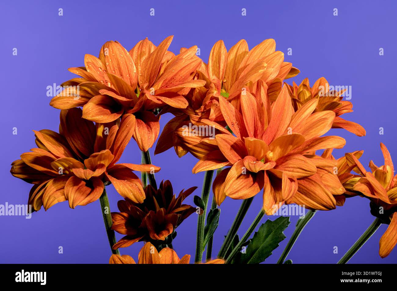 Chrysantheme multiflora Conaco Orange auf blauem Hintergrund Stockfoto