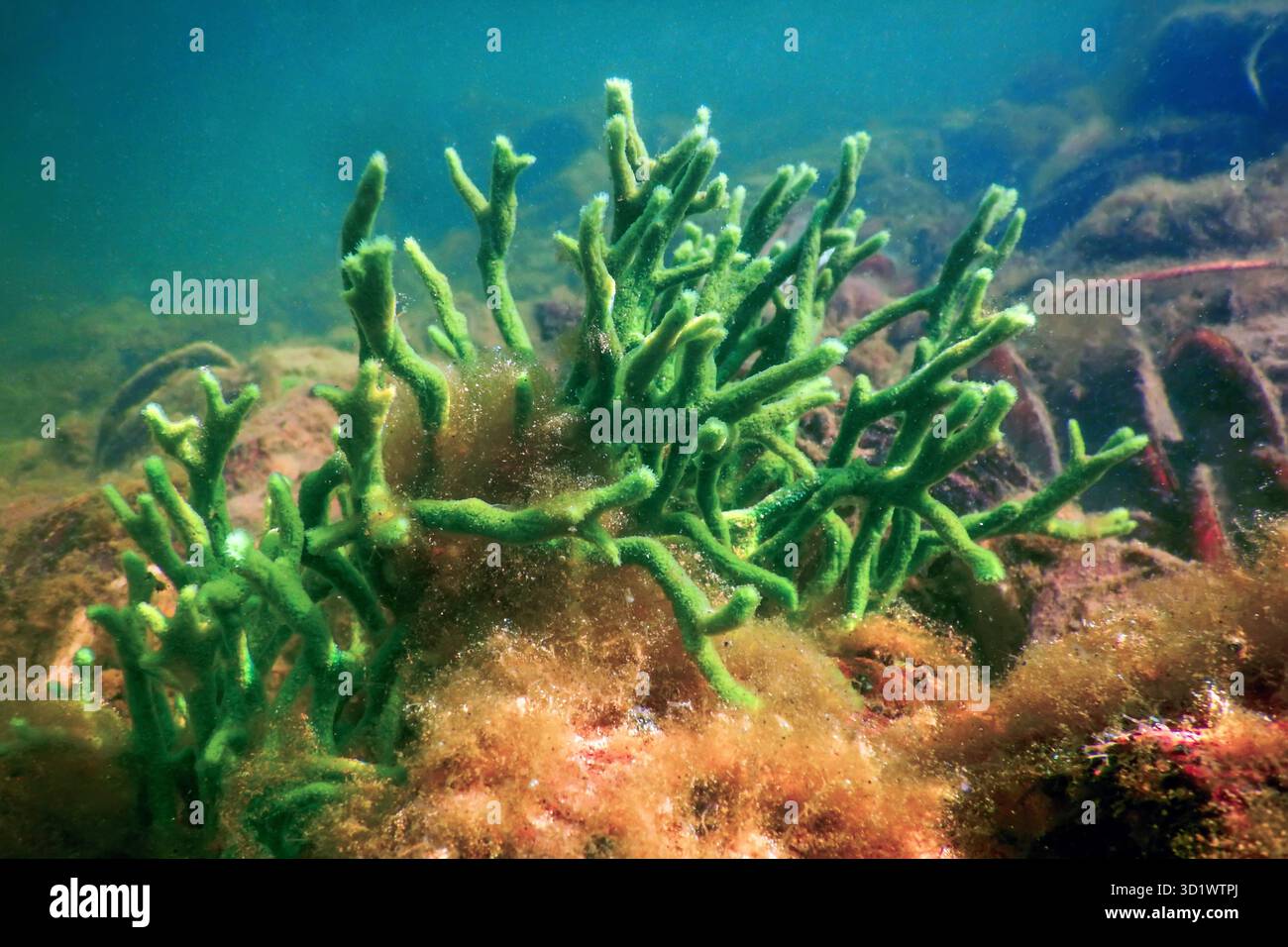 Süßwasserschwamm (Spongilla lacustris) Spongillidae Süßwasser unter Wasser Stockfoto