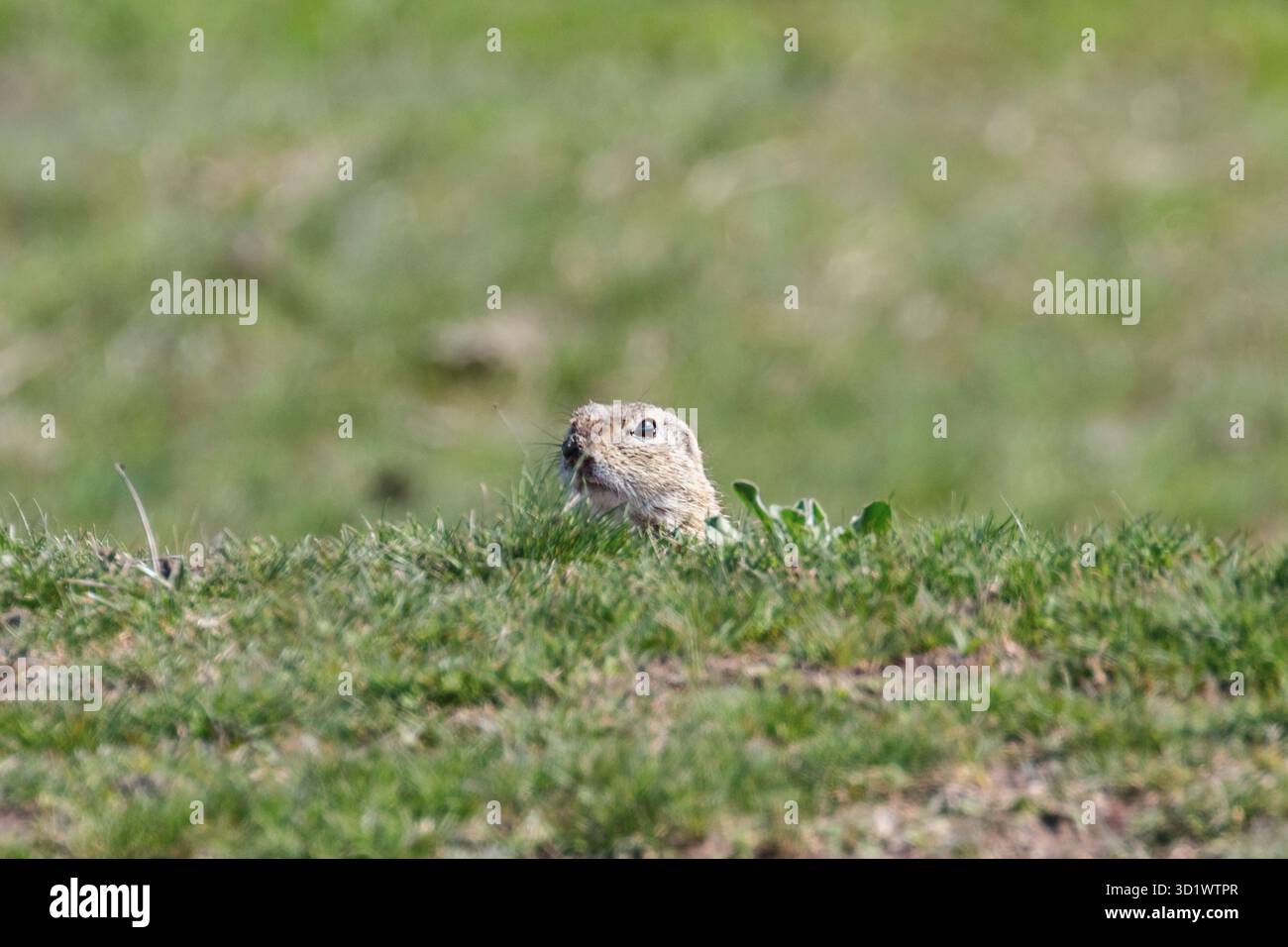 Europäische Erdhörnchen, Souslik (Spermophilus citellus) natürlichen Umgebung Stockfoto