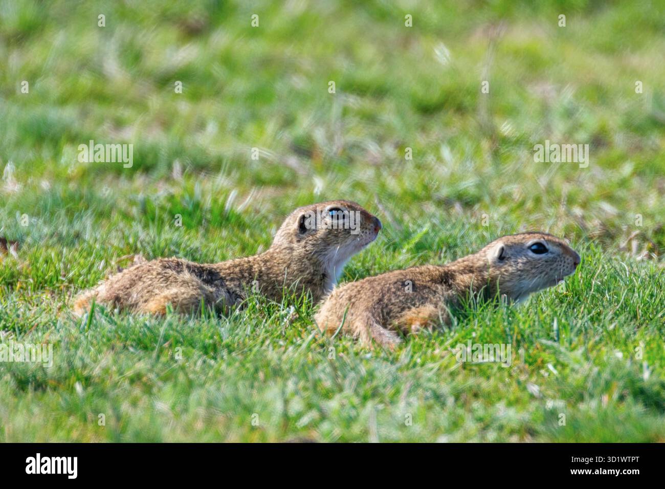 Europäische Eichhörnchen, Souslik (Spermophilus citellus) natürlichen Umgebung Stockfoto