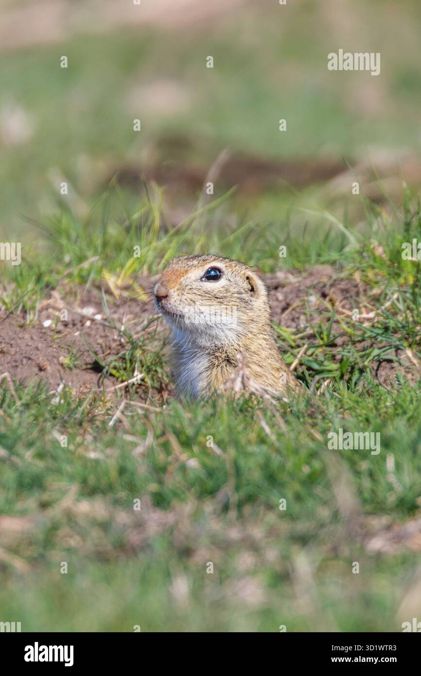 Europäische Erdhörnchen, Souslik (Spermophilus citellus) natürlichen Umgebung Stockfoto