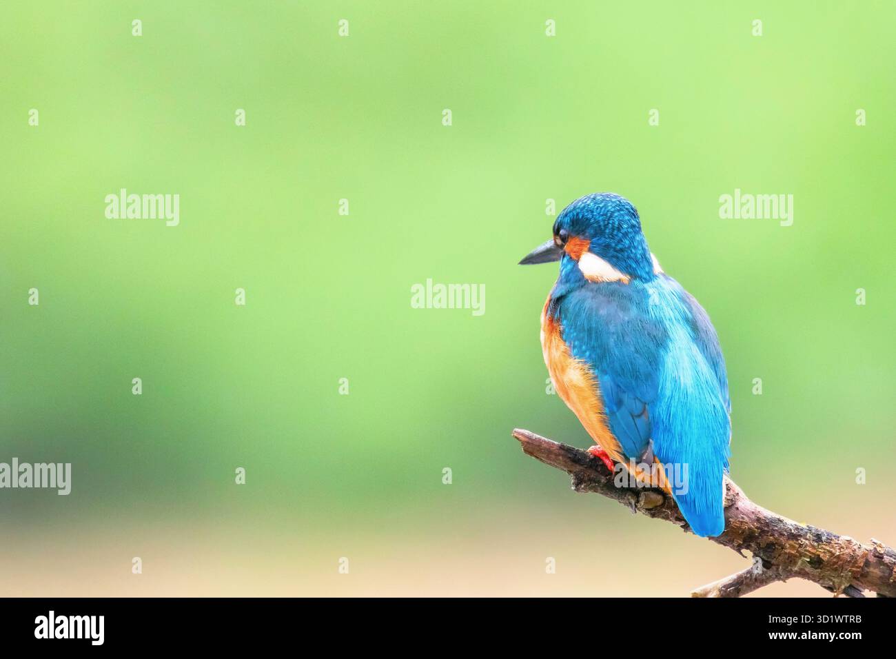 Eisvögel (Alcedo atthis) Eurasischen Eisvogel Vogel auf einem Zweig Stockfoto