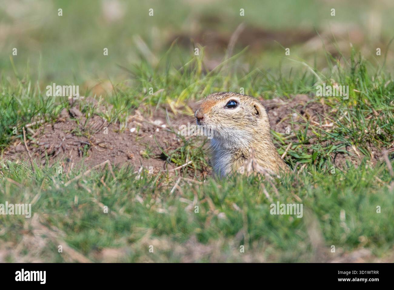 Europäische Erdhörnchen, Souslik (Spermophilus citellus) natürlichen Umgebung Stockfoto